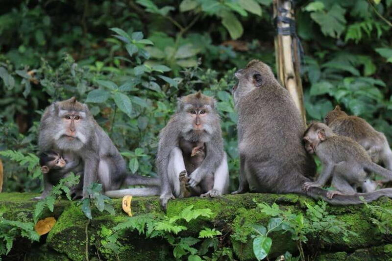 Ubud: Sacred Monkey Forest & Barong Cave ATV with Meal - Barong Cave and River Adventure
