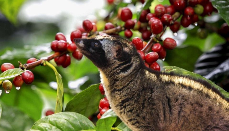 Ubud Swing : Explore Ubud Country Side & Taste of Coffee - Whats Included