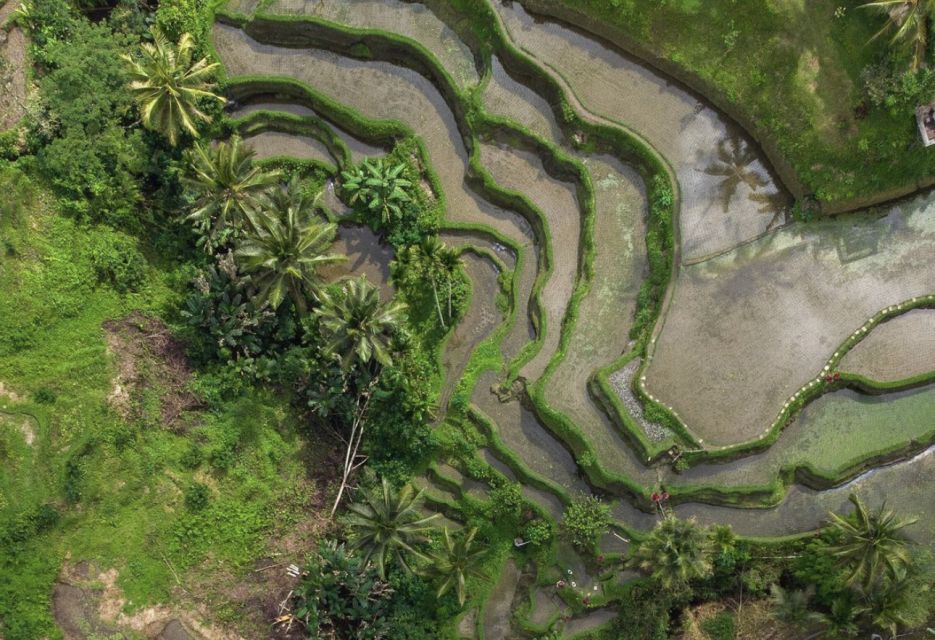 Ubud: Tegalalang Rice Terrace Photos Tour With Swing Ticket - Key Activities and Inclusions