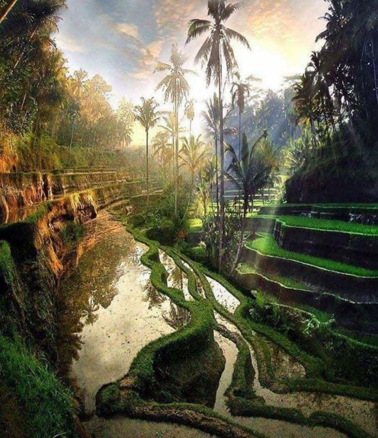 Ubud Tegallalang Rice Terrace Tour - Important Information