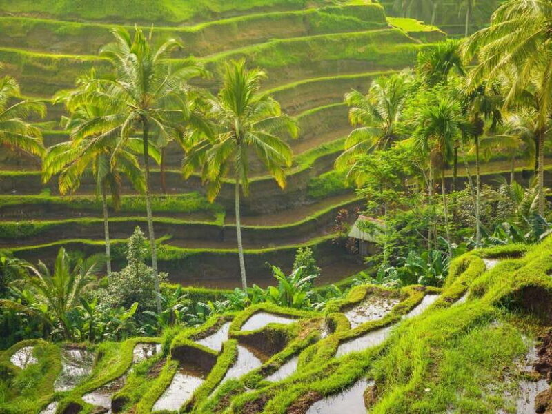 Ubud: Tirta Empul Temple, Rice Terraces, and Waterfall Tour - Key Points