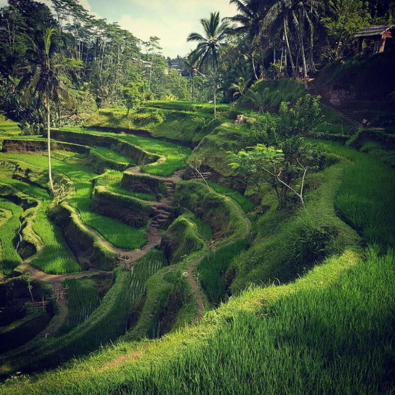 Ubud Top tour in a day - Ubud Top Tour in a Day: An Authentic Bali Experience