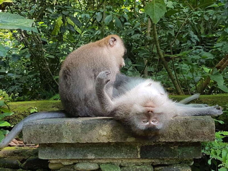 Ubud Top tour in a day - What’s Included and What’s Not