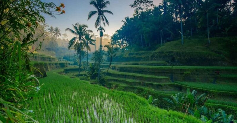 Ubud Tour Bali: Nature, Waterfall, and Cultural Experience - Itinerary Highlights