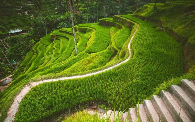 Ubud Tour Bali: Nature, Waterfall, and Cultural Experience - Frequently Asked Questions