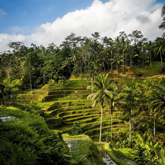 Ubud Tour: Lovely Day With Highlight of Ubud - Itinerary Highlights