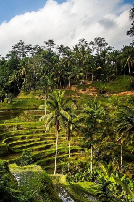 Ubud Tour: Lovely Day With Highlight of Ubud - Frequently Asked Questions