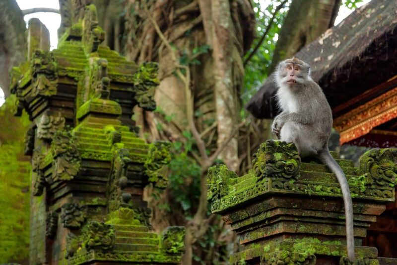 Ubud: Tour Quad Bike, Monkey Forest, Tegalalang Rice Terrace - Exploring the Monkey Forest