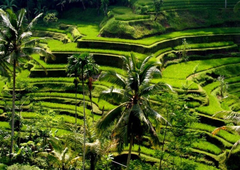 Ubud: Tour Quad Bike, Monkey Forest, Tegalalang Rice Terrace - Tegalalang Rice Terrace Highlights