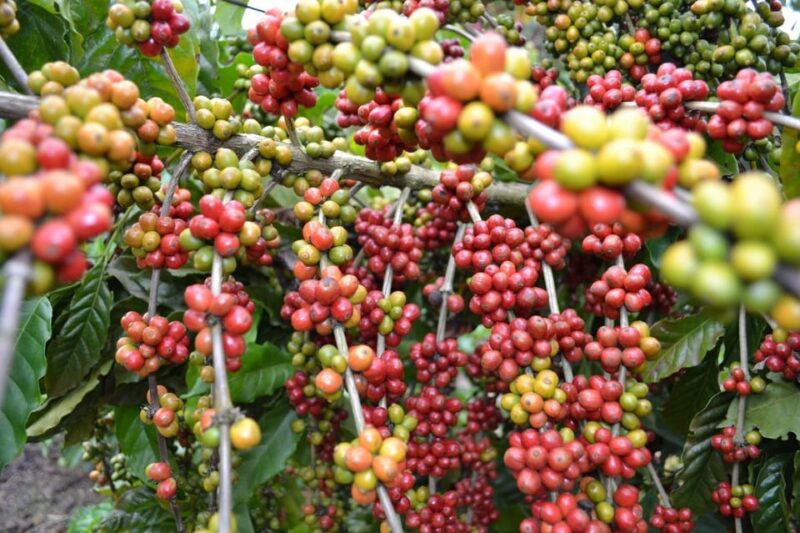 Ubud: Tour Quad Bike, Monkey Forest, Tegalalang Rice Terrace - Coffee Tasting and Free Time