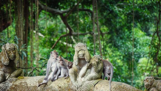 Ubud: Tour Quad Bike, Monkey Forest, Tegalalang Rice Terrace - Suitability and Restrictions