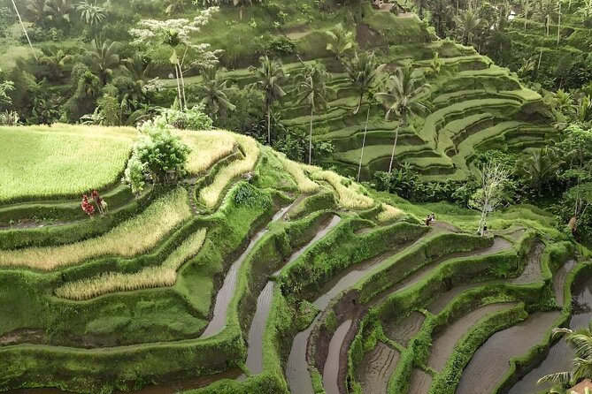 Ubud Tour With Sacred Monkey Forest Sanctuary - Waterfall - Rice Terrace - Free Wi-Fi Connectivity