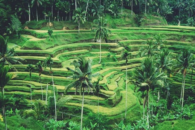 Ubud Trip, the Best of Ubud in a Day - All Inclusive - Inclusions and Exclusions