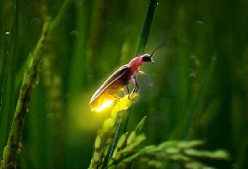 Ubud: Village Firefly Night Tour with Dinner - Final Verdict