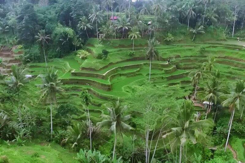 Ubud Village, Waterfall and Kintamani Volcano Private Tour - An In-Depth Look at the Tour 