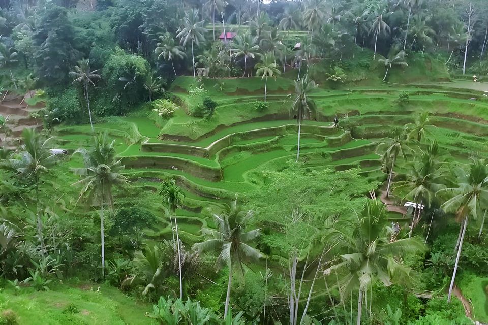 Ubud VW Safari Bali Tour - Inclusions