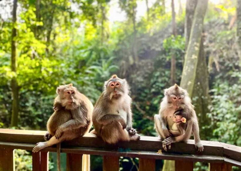 Ubud: Walking Tour with Campuhan Ridge & Monkey Forest - FAQs