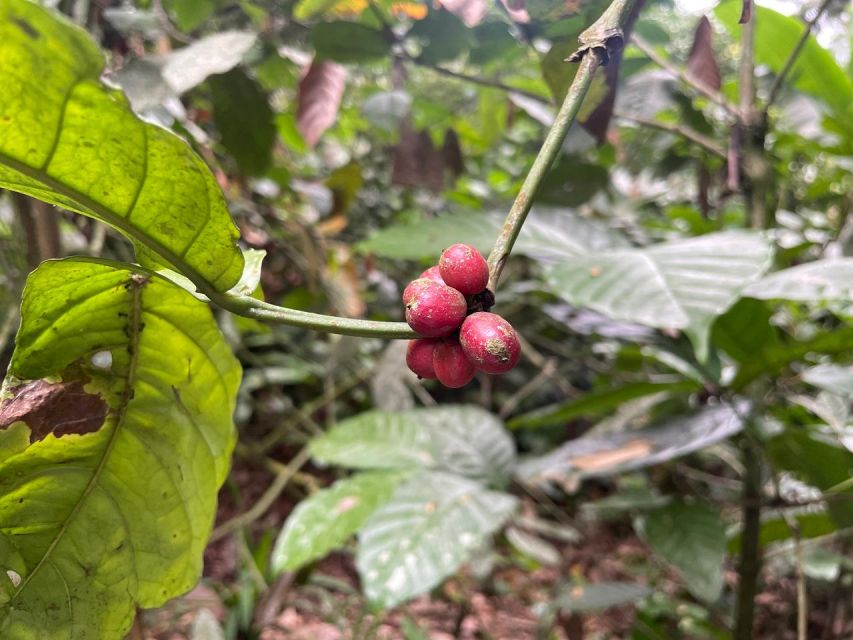 Ubud: Water Rafting, ATV Ride, and Coffee Plantation - Ubud Water Rafting Expedition