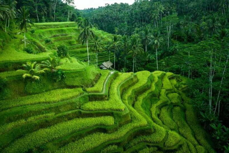 Ubud: Waterfall, Ricefield, Purification Ritual Private Tour - Frequently Asked Questions