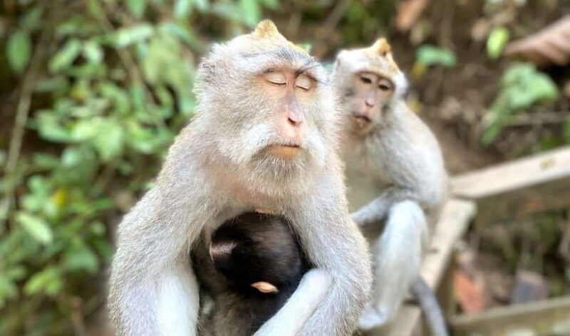 Ubud: Waterfalls, Sacred Monkey Forest & Rice Terraces Tour - Final Thoughts: Is It Worth It?