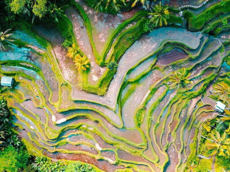 Ubud: Waterfalls, Temple, and Rice Terrace Private Day Tour - The Sum Up