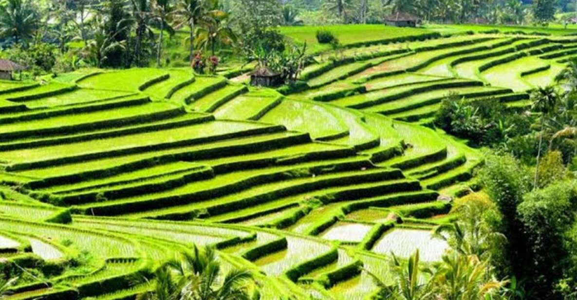 Ubud: Waterfalls,Rice Terrace & Monkey Forest Private Tours - Suitability Considerations