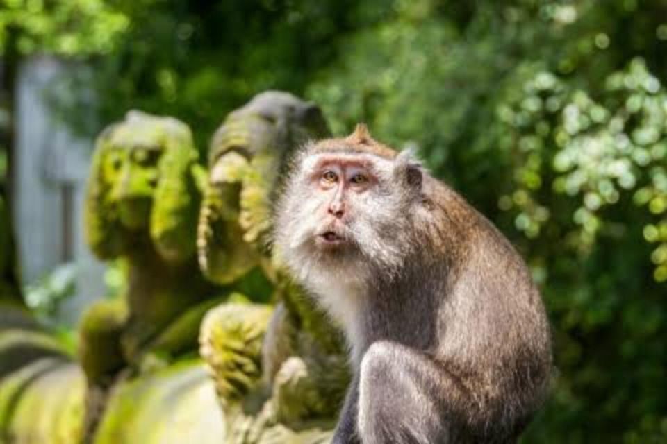 Ubud: Waterfalls,Rice Terrace & Monkey Forest Private Tours - Relaxing Experience