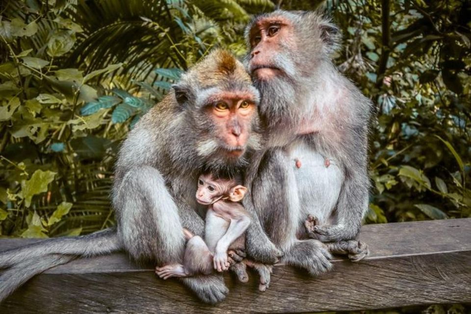 Ubud: Waterfalls,Rice Terrace & Monkey Forest Private Tours - Frequently Asked Questions