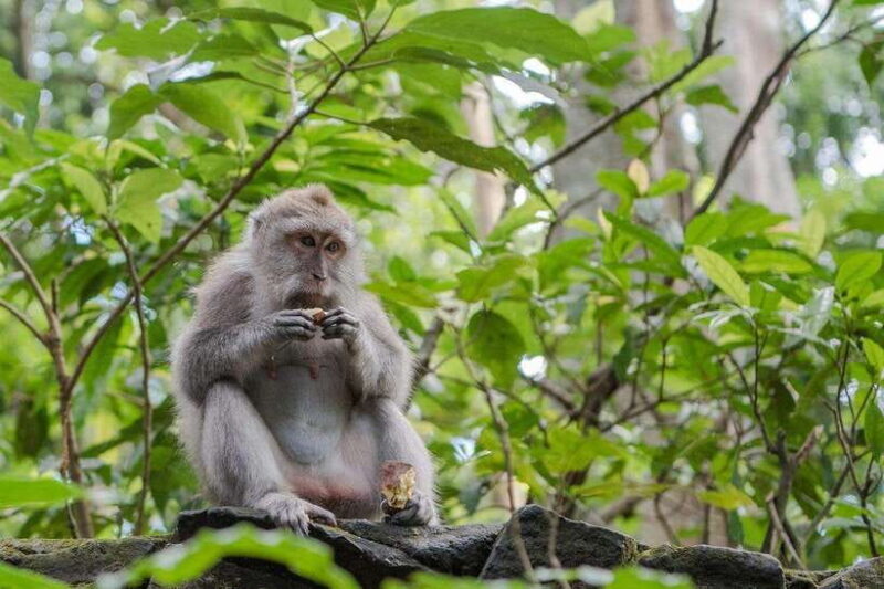 Ubud:Monkey Forest, Rice Terraces, Water Temples, Waterfalls - A Few Considerations for Travelers