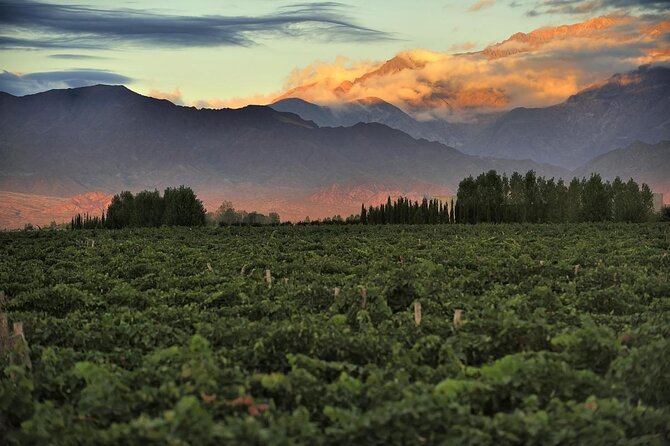 Uco Valley Wine Experience - The Best Private Wine Tour and Lunch - Delectable Local Cuisine