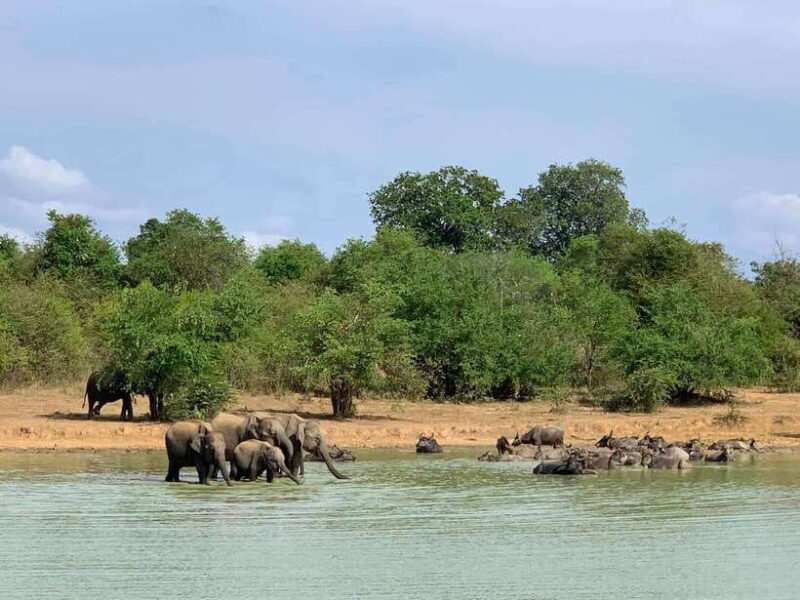 Udawalawa National Park: All Inclusive Safari Day Tour - Key Points