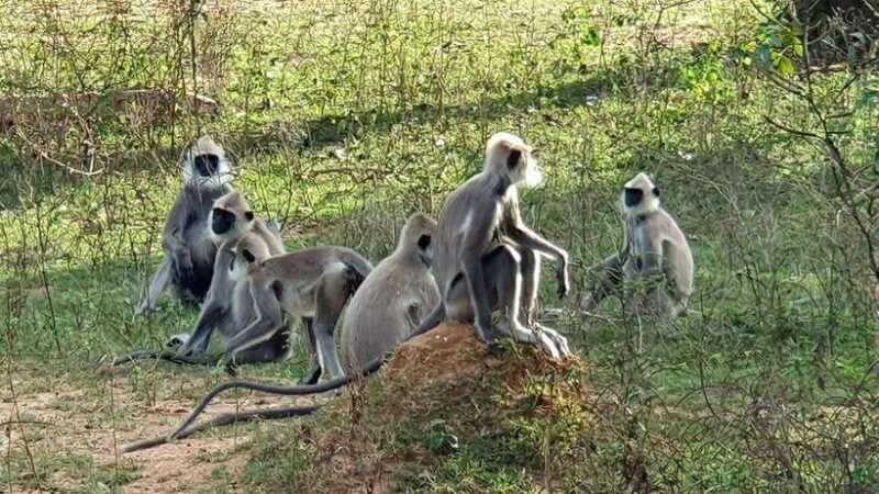 Udawalawa National Park: All Inclusive Safari Day Tour - Final Thoughts