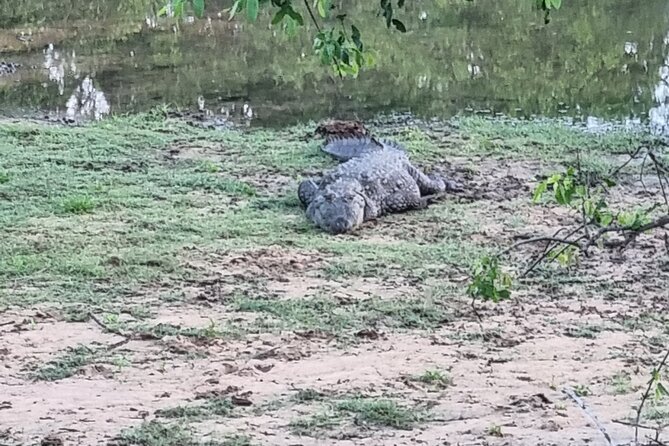 Udawalawa National Park Day Tour - Tour Itinerary and Details