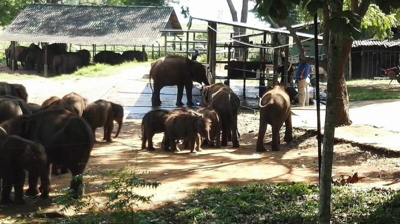 Udawalawa National Park: Morning Afternoon Safari - Tour Inclusions