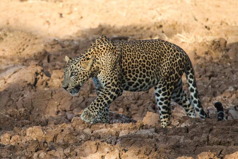 Udawalawa National Park: Morning Afternoon Safari - Booking and Logistics