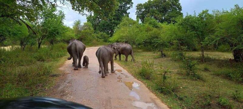 Udawalawa National Park Safari & Elephant Transit Home Tour - A Detailed Look at the Tour Experience