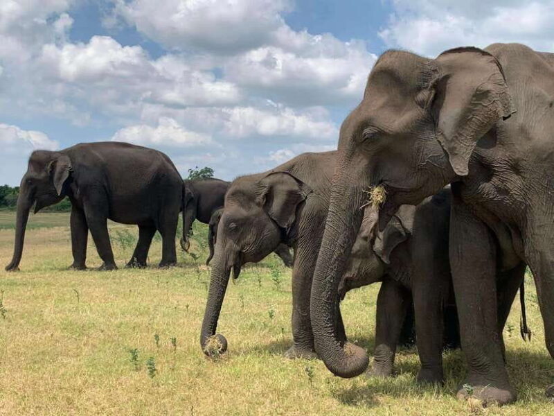 Udawalawa National Park: Safari & Elephant Transit Home Tour - Key Points