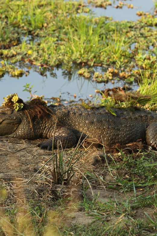 Udawalawa National Park Safari & Elephant Transit Home Tour - Important Information