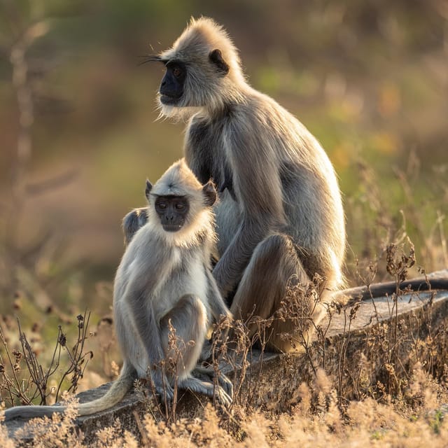Udawalawa National Park Safari & Elephant Transit Home Tour - Frequently Asked Questions