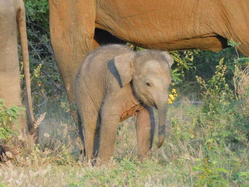 Udawalawe Elephants Safari Tour from Hambantota port - Introduction