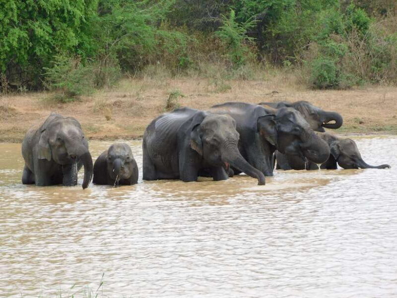 Udawalawe Elephants Safari Tour from Hambantota port - What’s Included and What’s Not