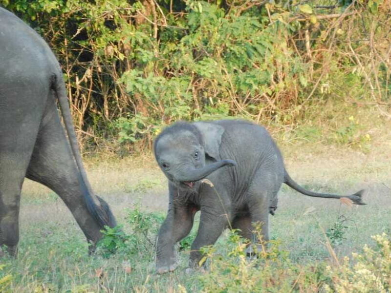 Udawalawe Elephants Safari Tour from Hambantota port - Authenticity and Real Traveler Feedback