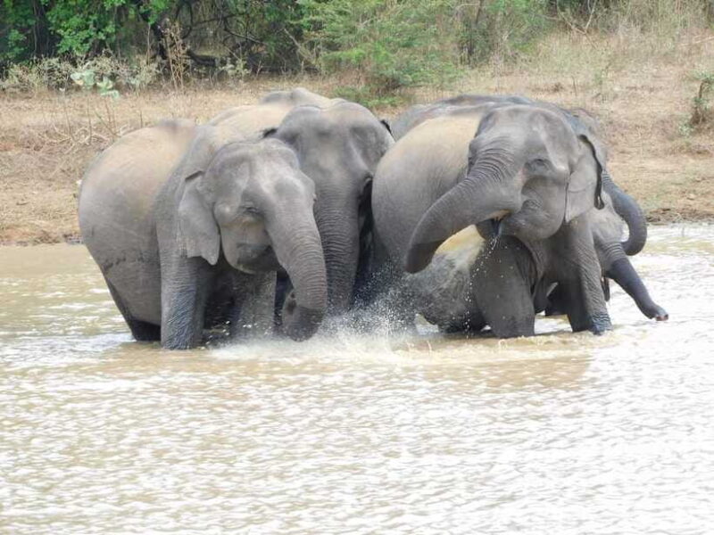 Udawalawe Elephants Safari Tour from Hambantota port - FAQs