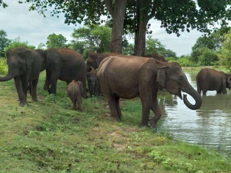Udawalawe National Park: 4-Hour Safari Tour - Exploring Udawalawe: What to Expect from the Tour