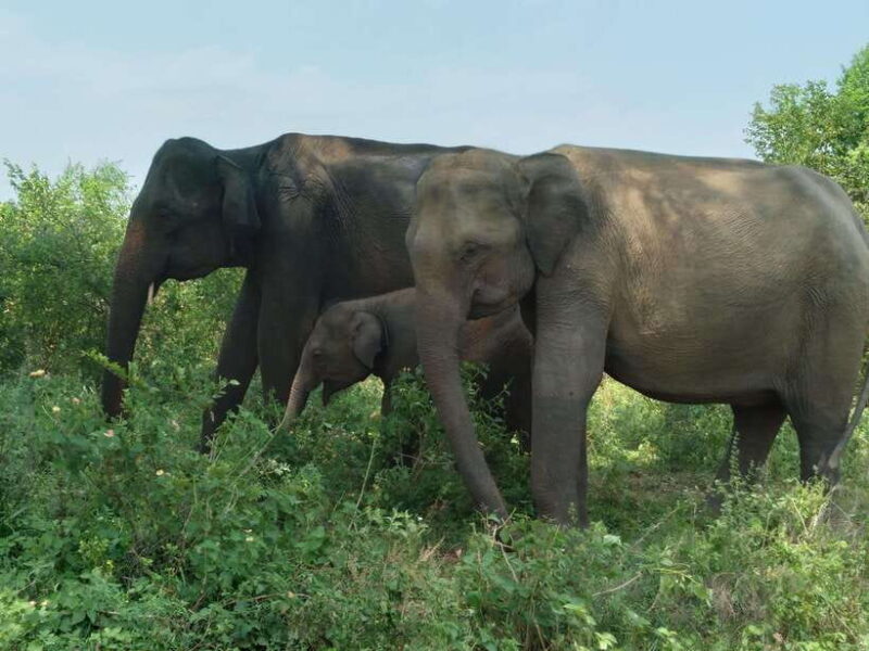 Udawalawe National Park: 4-Hour Safari Tour - Authentic Experiences and Real Traveler Feedback