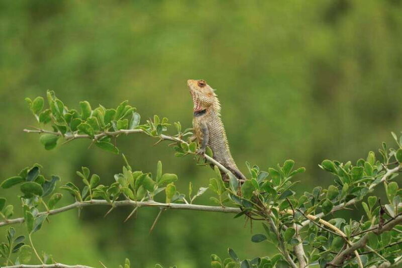 Udawalawe National Park: 4-Hour Safari Tour - FAQ