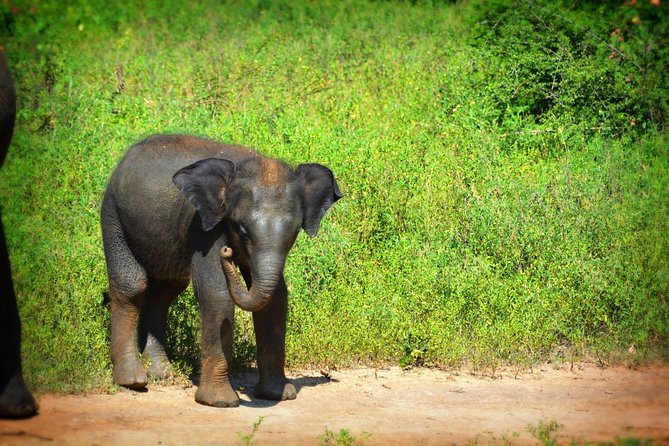 Udawalawe National Park | Full Day Safari Tour - Pickup and Meeting Point
