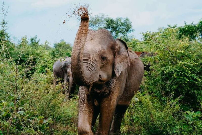 Udawalawe National Park: Half-Day Safari Tour - Key Points