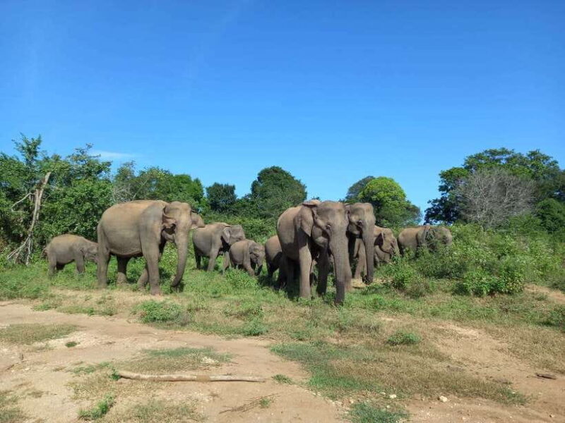 Udawalawe National Park: Half-Day Safari Tour - What to Expect on the Tour