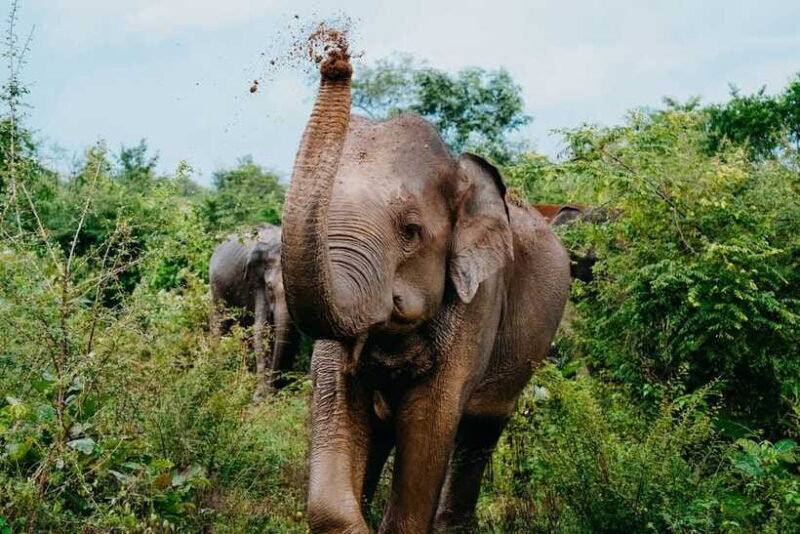 Udawalawe National Park: Half-Day Safari Tour - Authentic Encounters You’ll Remember